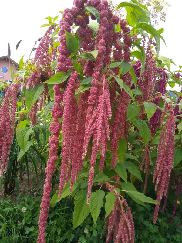 Blumen: Amaranth "Coral Fountain"