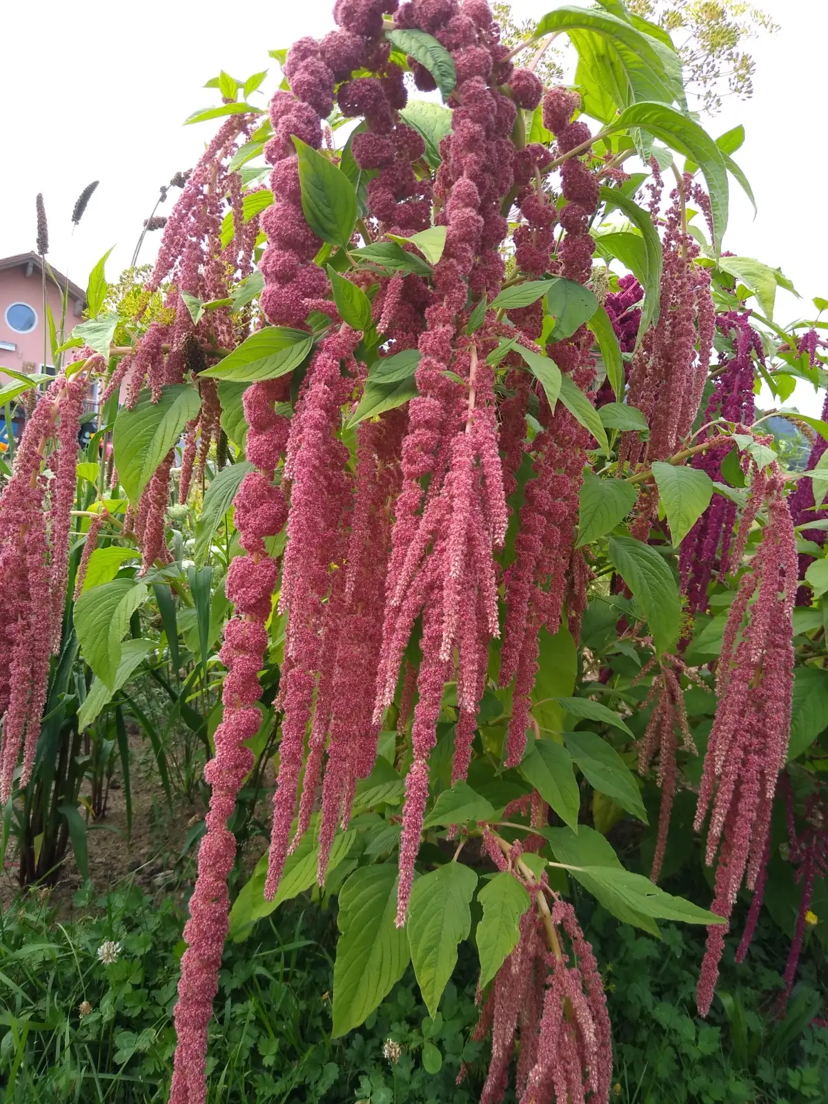 Blumen: Amaranth "Coral Fountain"