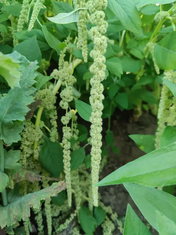 Blumen: Amaranth "Green Cascade"
