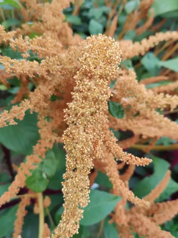 andere Gemüse: Amaranth Hot Biscuits