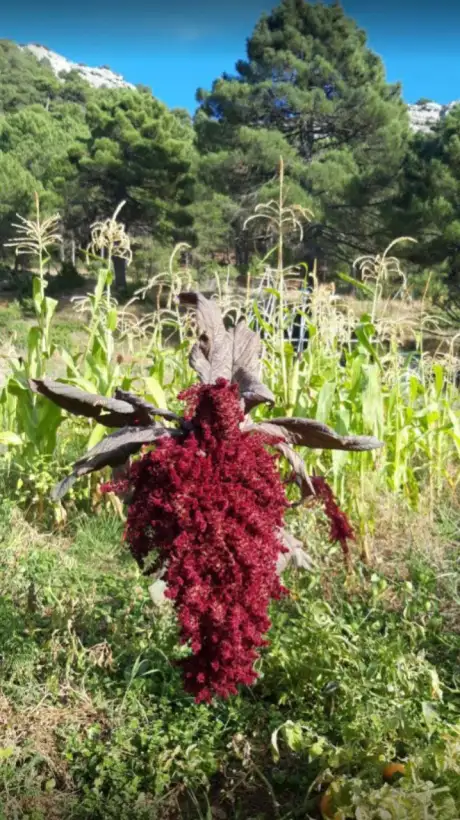 andere Gemüse: Amaranth Mayan Indian...