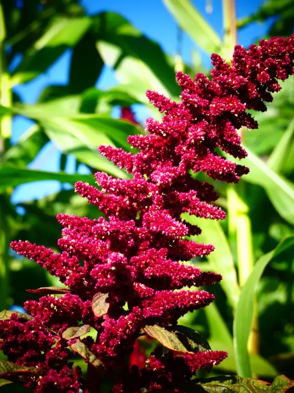 andere Gemüse: Amaranth Rio San Lorenzo