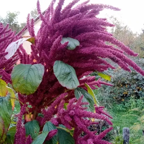 Blumen: Amaranth, sehr vielseitige Pflanze / „Pseudo-Getreide“ mit vielen positiven Eigenschaften