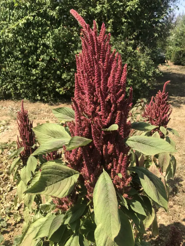 andere Gemüse: Amaranthus cruentus 