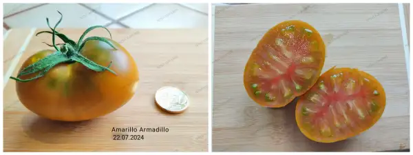 Tomaten: Amarillo Armadillo