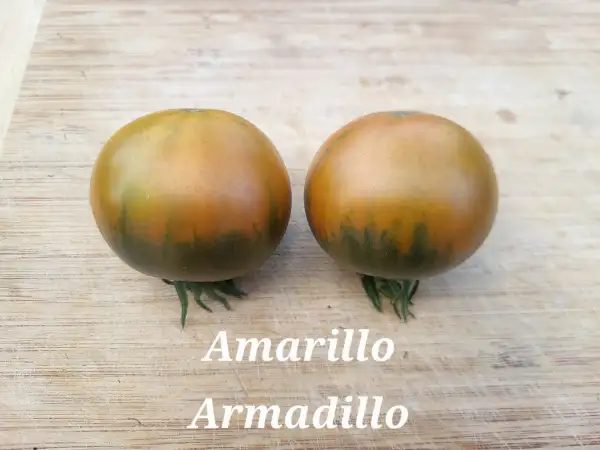 Tomaten: Amarillo Armadillo