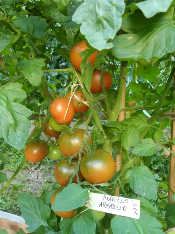 Tomaten: Amarillo Armadillo ( Kat# 2601 )