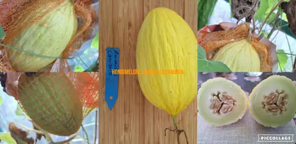 Melonen: Amarillo Canaria