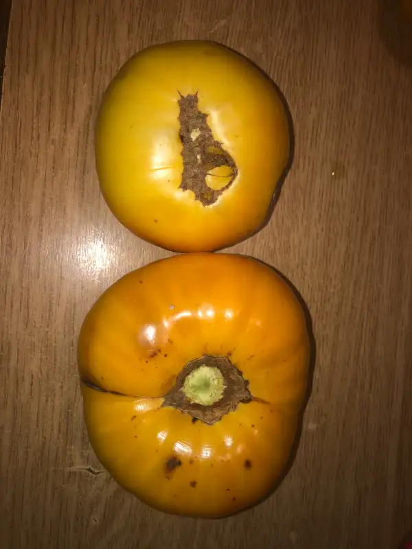 Tomaten: Amarillo de Ademuz