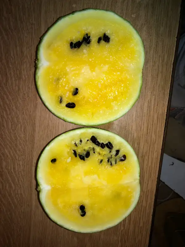 Obst: Amarillo de Alcala La Réal wassermelone