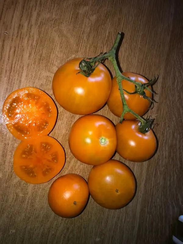 Tomaten: Amarillo de Amayuelas de Abajo