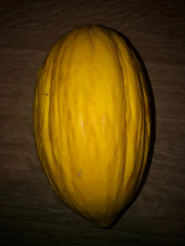 Obst: Amarillo de La Pobla de Massaluca melone