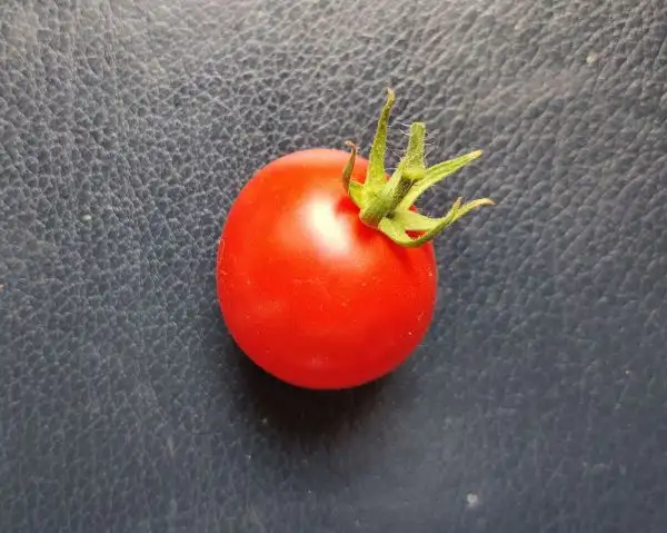 Tomaten: Amateur