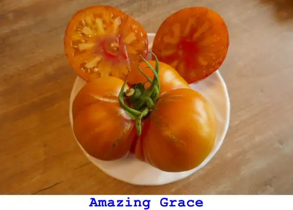 Tomaten: Amazing Grace