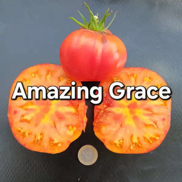 Tomaten: Amazing Grace