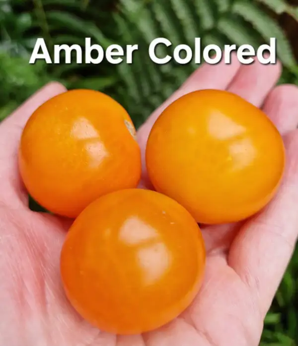 Tomaten: Amber Colored