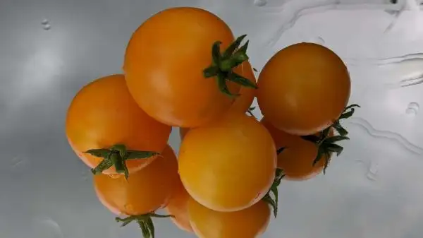 Tomaten: Amber Coloured