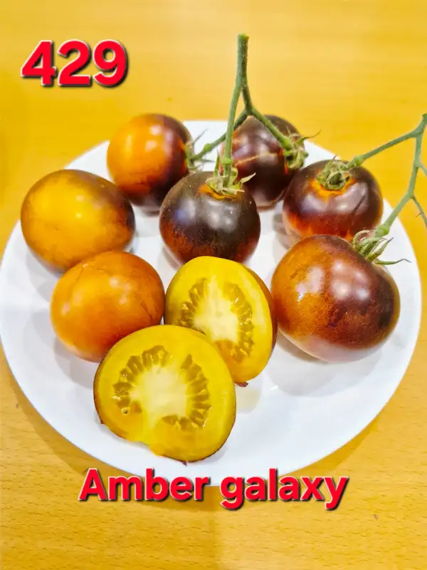 Tomaten: Amber galaxy