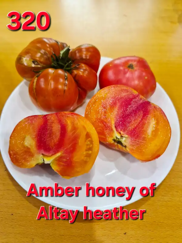 Tomaten: Amber honey of Altay heather