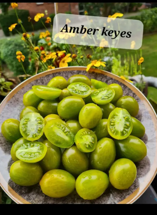 Tomaten: Amber keyes - Multiflora