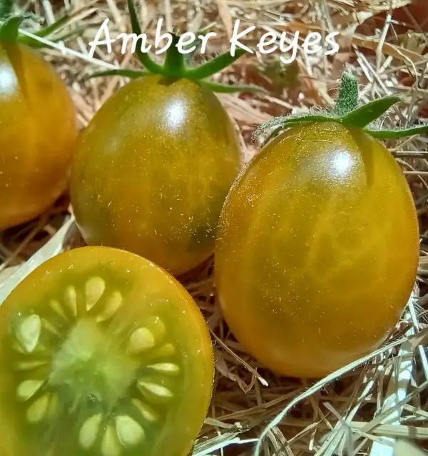 Tomaten: Amber Keyes