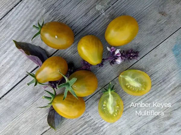 Tomaten: Amber Keyes