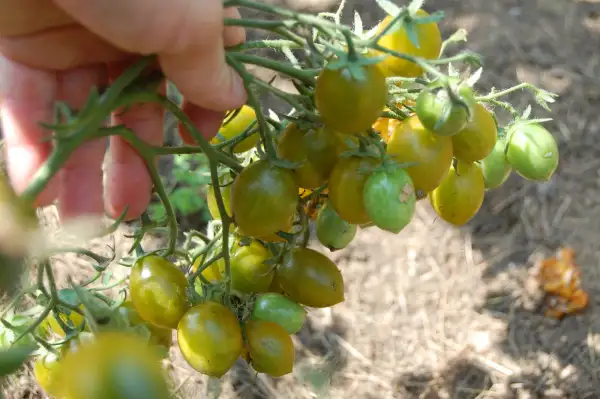Tomaten: Amber Keyes
