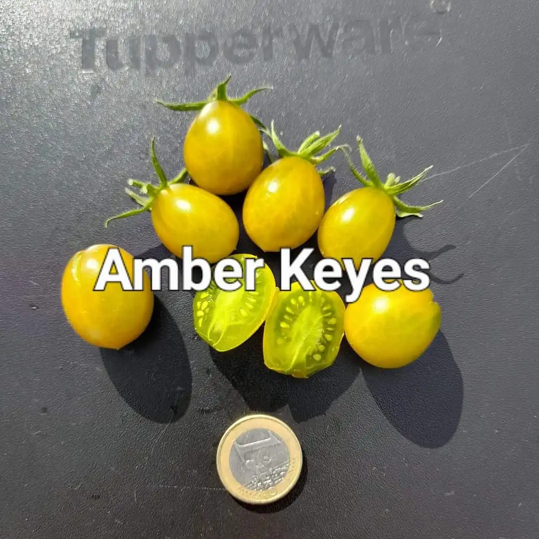 Tomaten: Amber Keyes