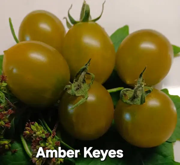 Tomaten: Amber Keyes