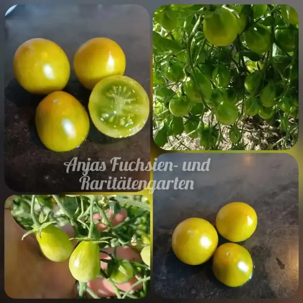 Tomaten: Amber Keyes