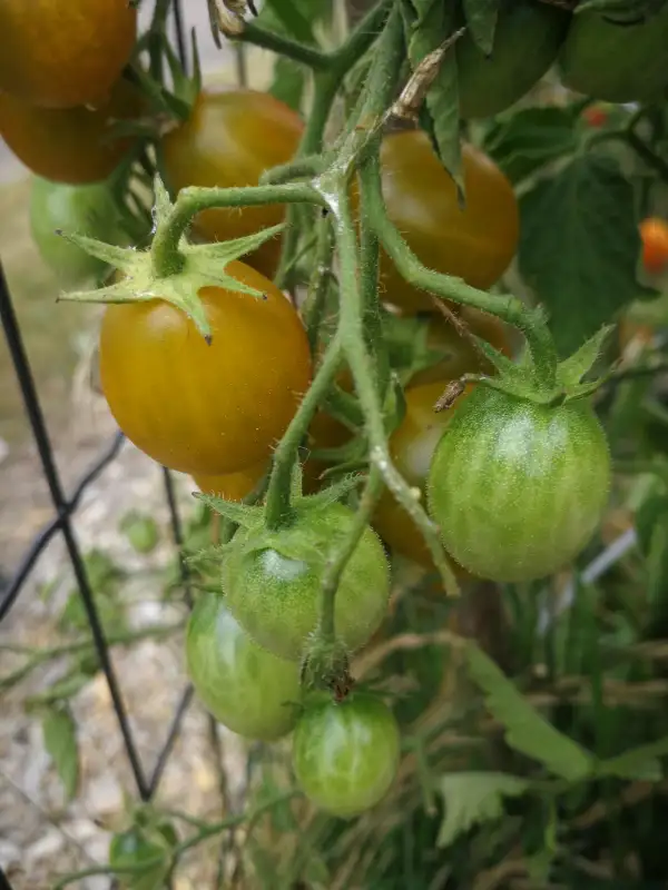 Tomaten: Amber Keyes