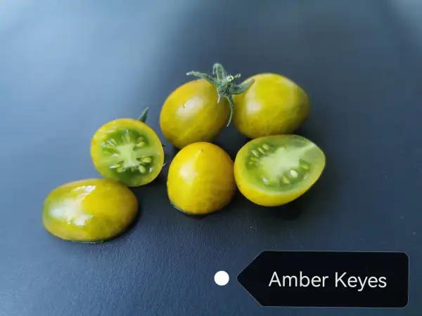 Tomaten: Amber Keyes