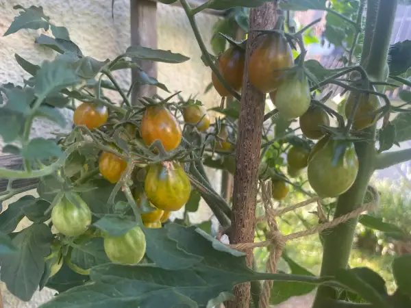 Tomaten: Amber Keyes