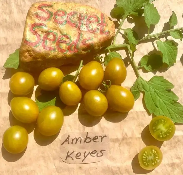 Tomaten: Amber Keyes