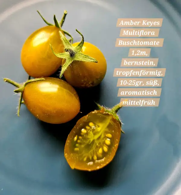 Tomaten: Amber Keyes Multiflora