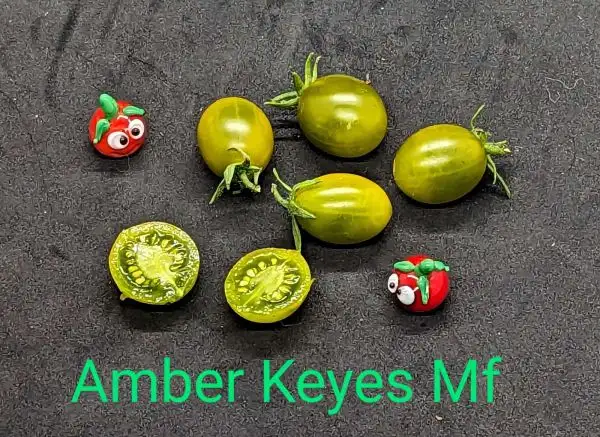 Tomaten: Amber Keyes Multiflora