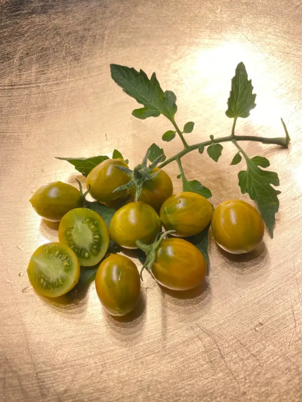 Tomaten: Amber Keyes Multiflora