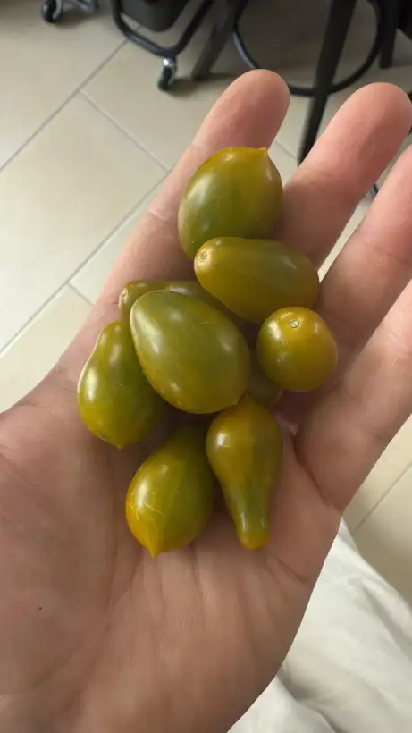 Tomaten: Amber Keys