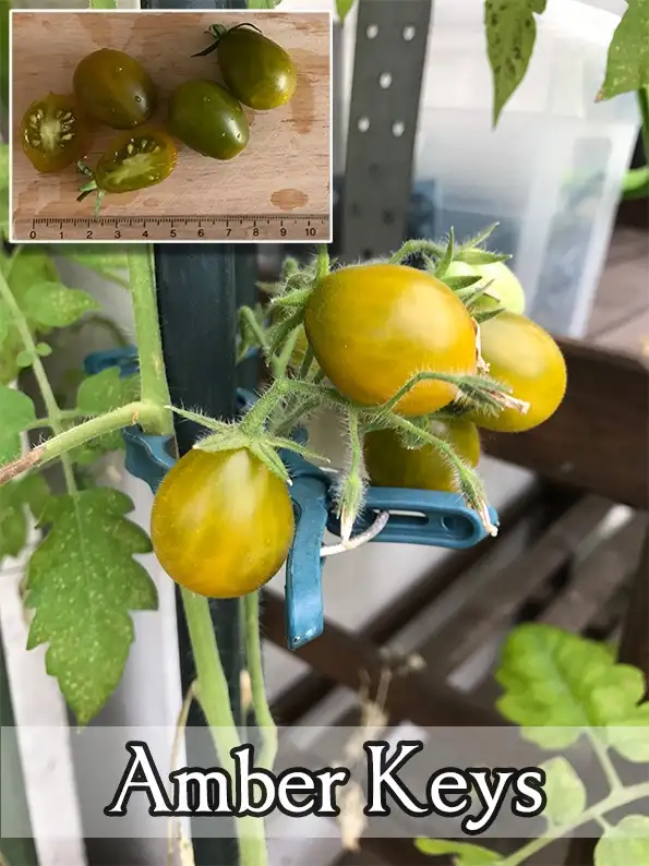 Tomaten: Amber Keys