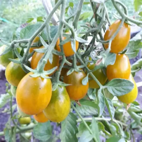 Tomaten: Amber Keys