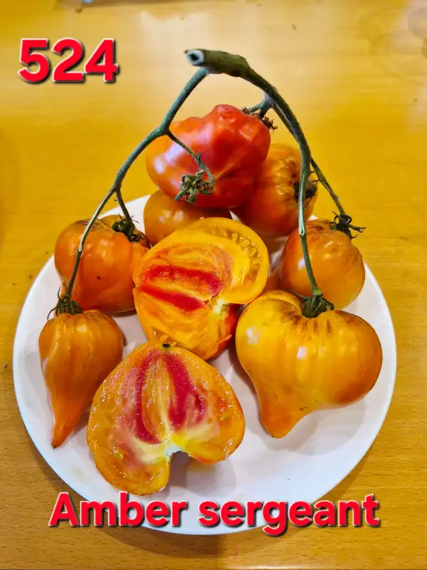Tomaten: Amber sergeant