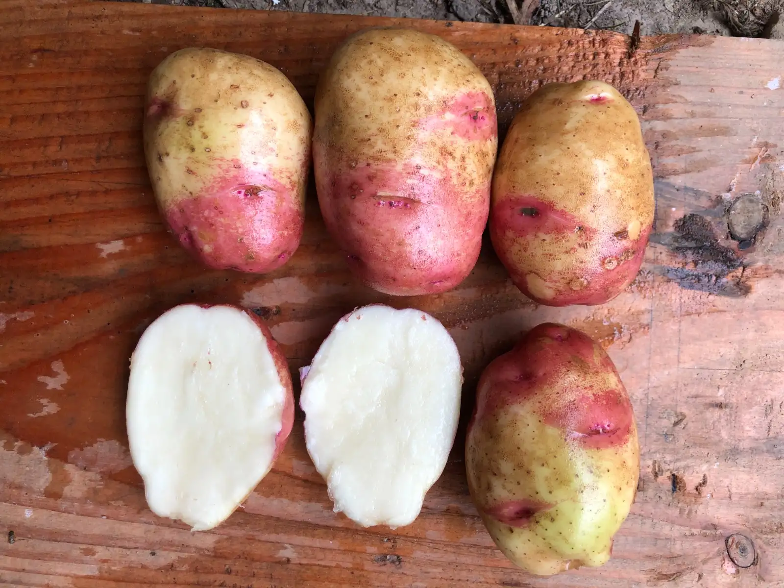 Kartoffeln: Ambo