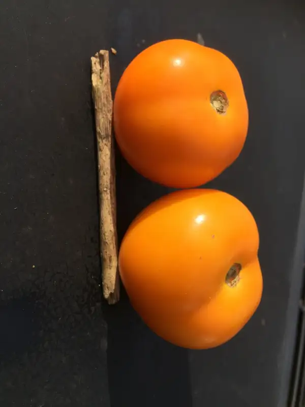 Tomaten: Ambre