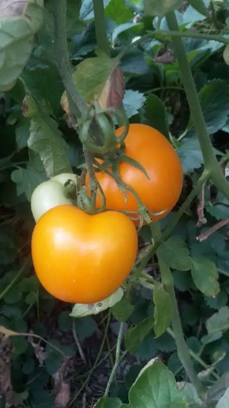 Tomaten: Ambre