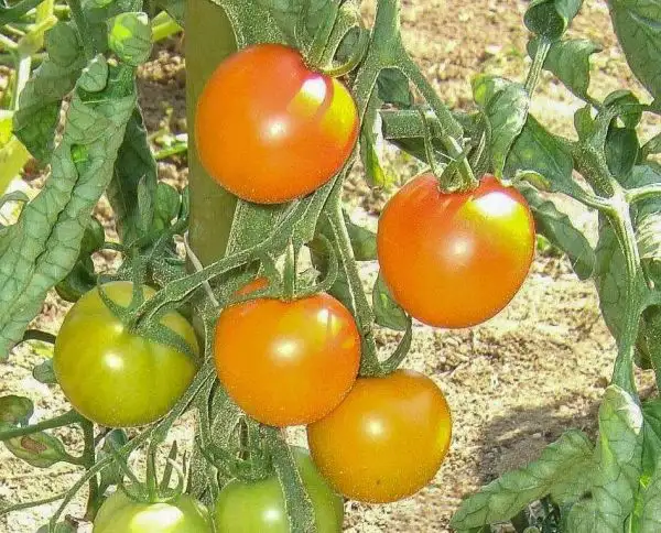 Tomaten: Ambre