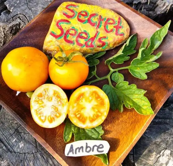 Tomaten: Ambre