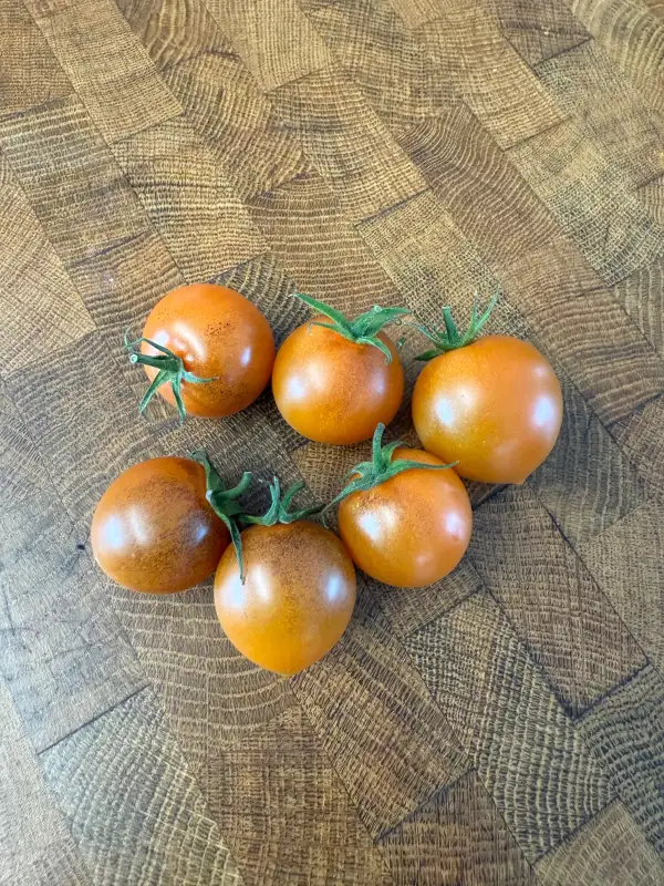 Tomaten: Ambrosa Blue