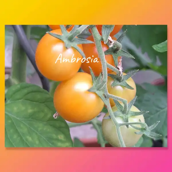 Tomaten: Ambrosia