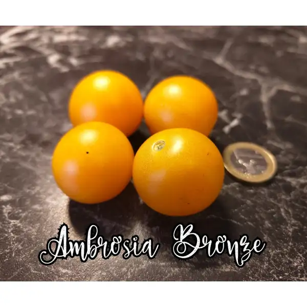 Tomaten: Ambrosia Bronze
