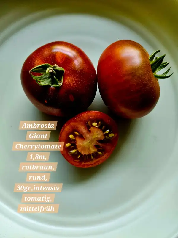 Tomaten: Ambrosia Giant